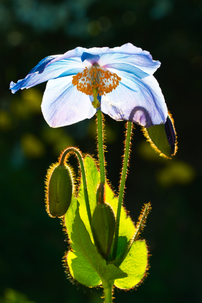 Blue to mauve flowers emerging from false whorl. AJ.